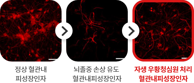 정상 혈관내 피성장인자 - 뇌졸중 손상 유도
							혈관내피성장인자 - 자생 우황청심원 처리 혈관내피성장인자