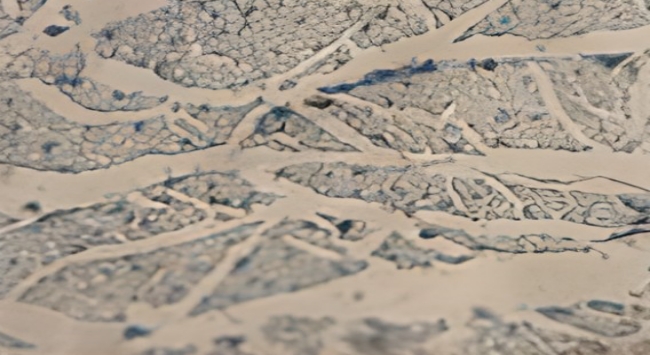 신경마비 유도 쥐 신경세포